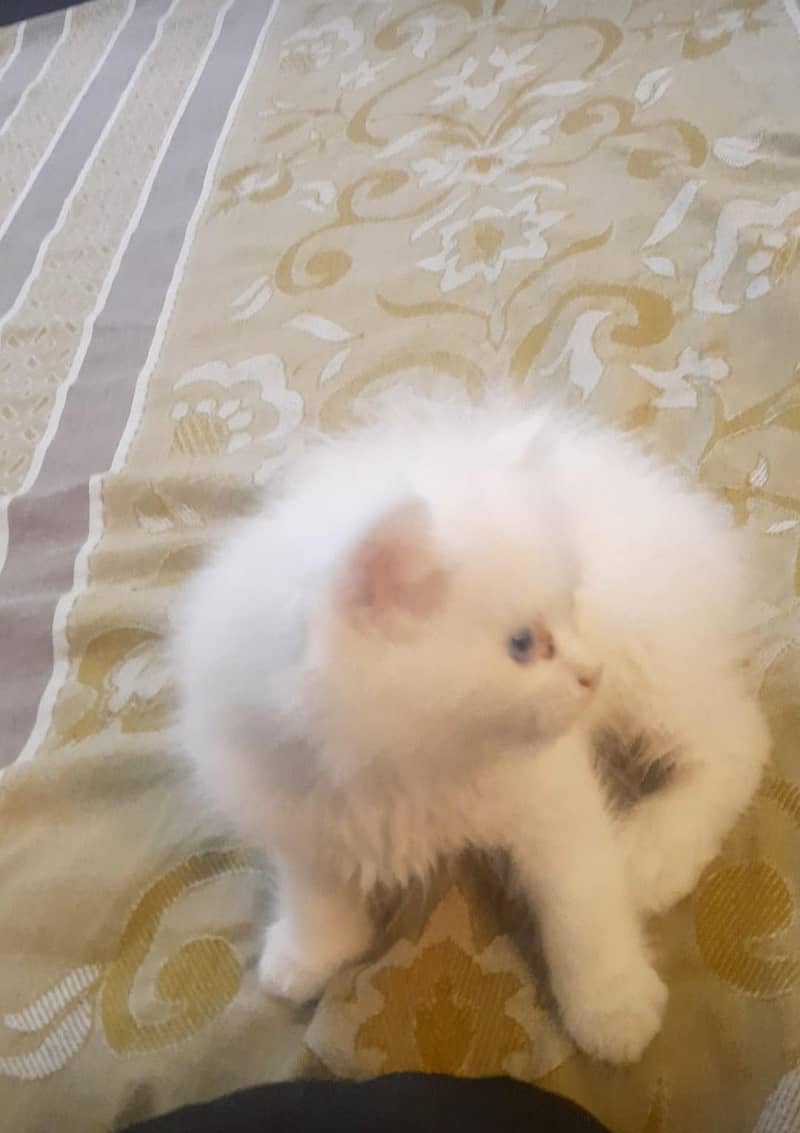 russian kitten healthy and active with 45 days only 0