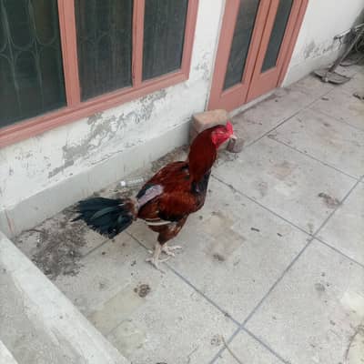 aseel murgha peela