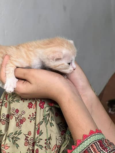 kittens cat for sell
