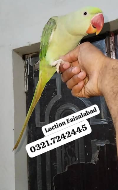 Hamd tamed pair 0321.7242445
