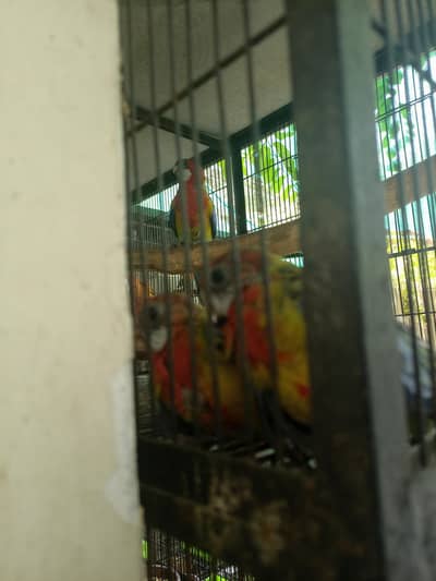 GOLDEN MENTAL ROSELLA CHICKS