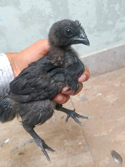 Ayam cemani chiks for sale healthy and active rare breed