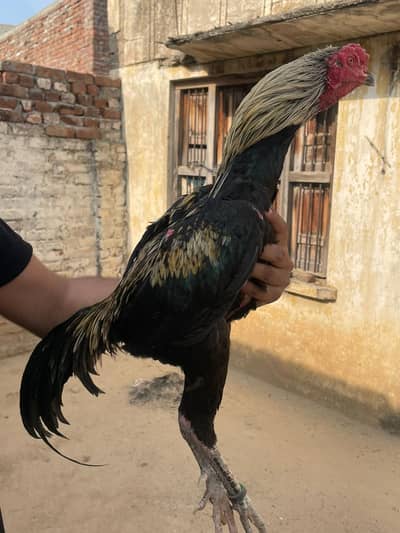 Aseel walaiti patha