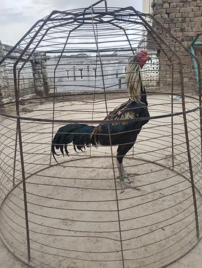 Aseel walaiti patha — photo 8