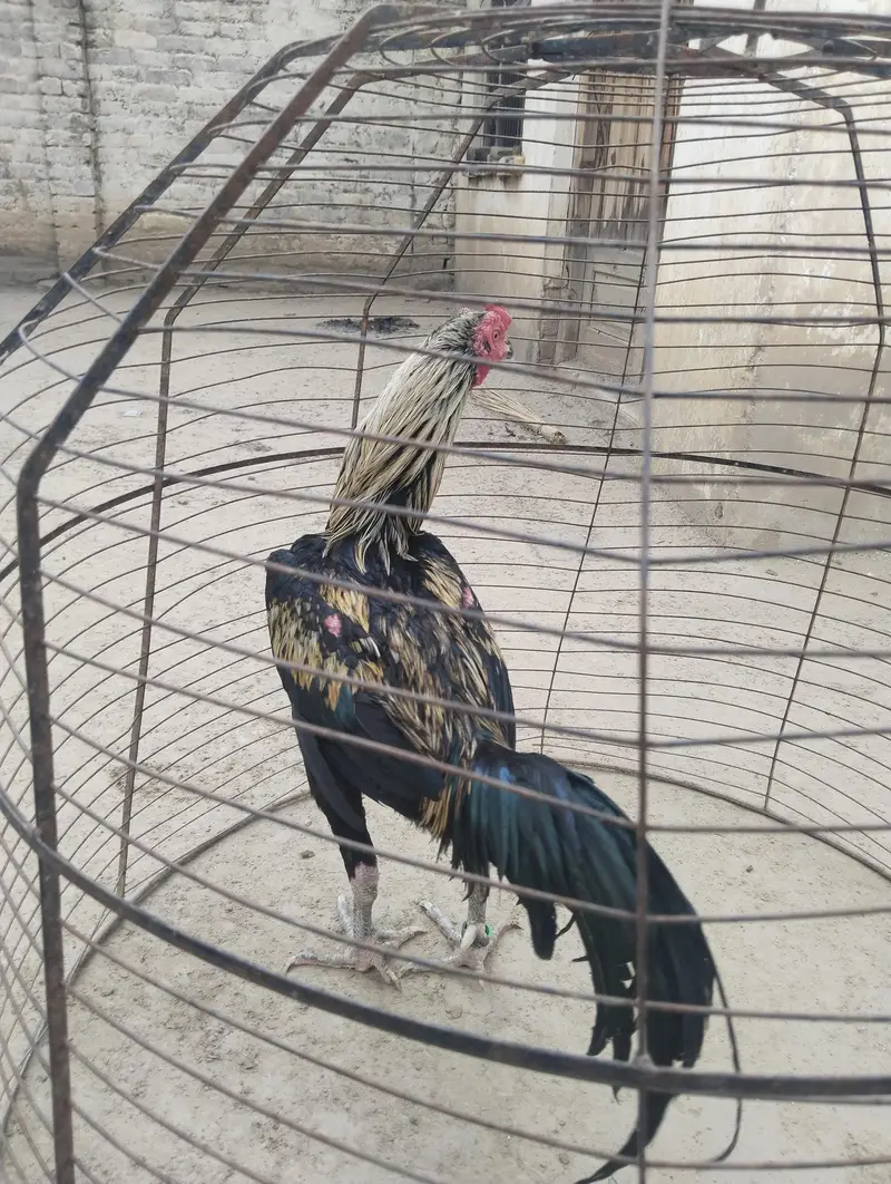 Aseel walaiti patha — photo 12