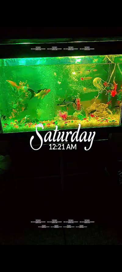 Aquarium for sale with fishes