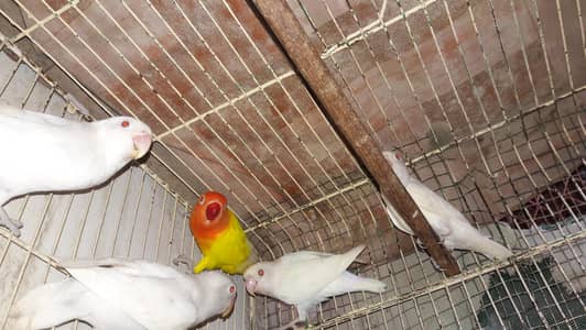 Albino and Lotino Red Eyes Lovebirds
