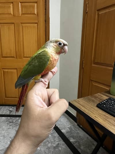 Handtamed Cockatiel/Pineapple Conure