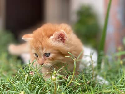 Persian kittens Available