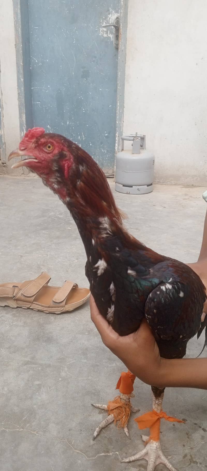pairr 0
