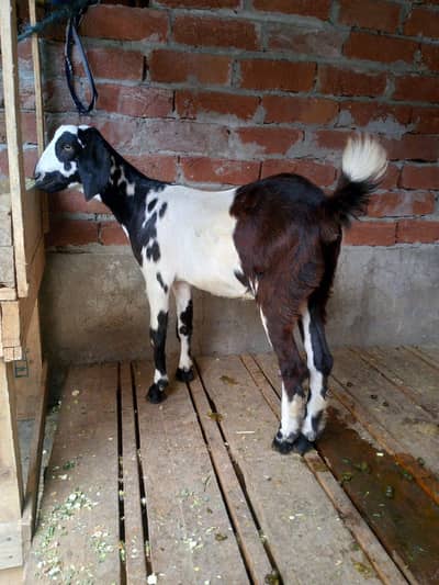 Bakri for sale Healthy and Active 03021736825
