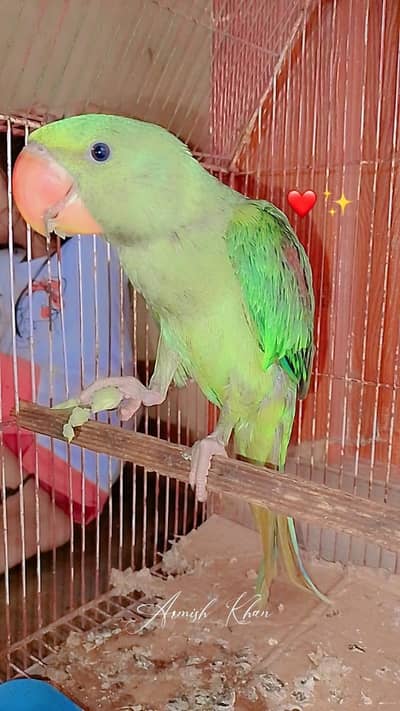 Phari raw parrot mashaallah healthy and active h ghar ka bacha pala h