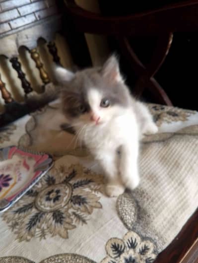 Zahid Shekh Zahid Shekh