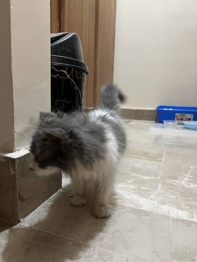 Persian kitten