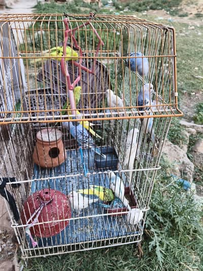 6 Pairs Budgie parrots for sale