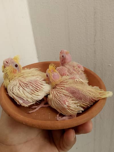 cocktail love birds