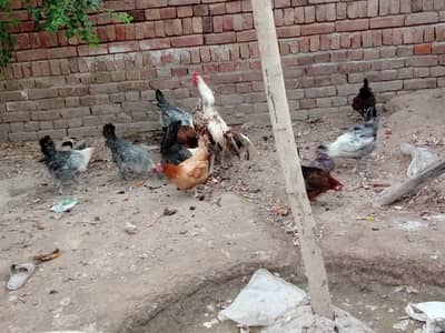 Hen for sale