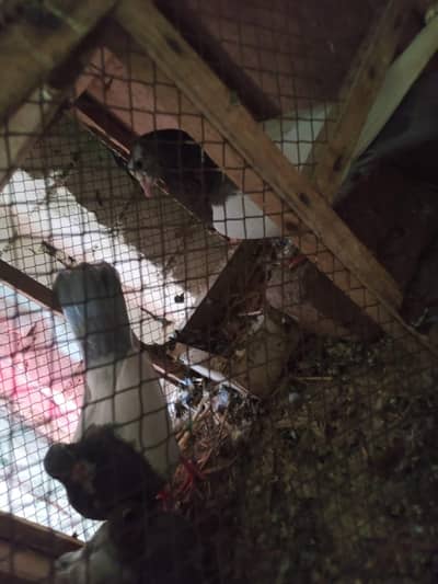 khal.  breeder pair with  chicks