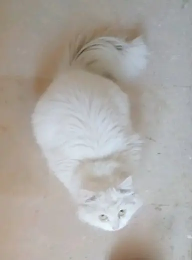 Triple Coated Persian Male Cat