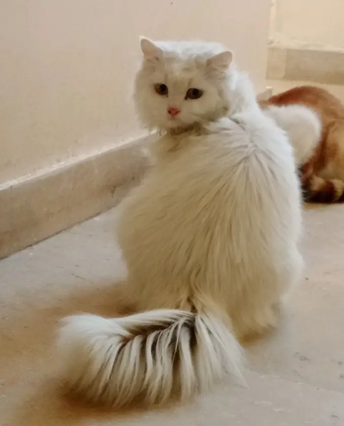 Triple Coated Persian Male Cat — photo 2