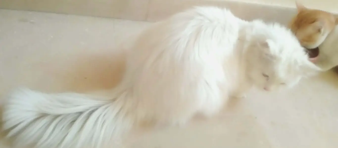 Triple Coated Persian Male Cat — photo 3