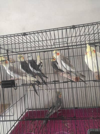 cocktails breeder pairs available
