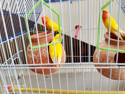 LOTINO 3PCS ACTIVE Red Eye
