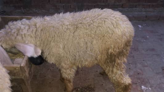 Kajla sargodha female