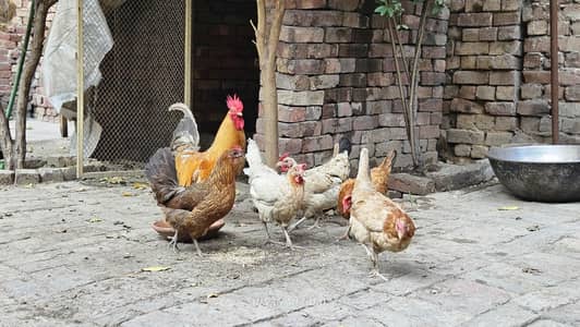 Healthy Golden Misri & Desi Chickens and Rooster for Sale