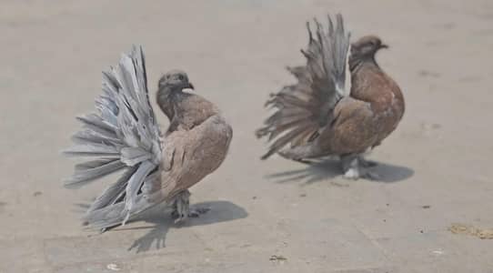 American Silver Pair
