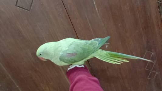 Raw female parrot