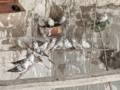 pied china doves