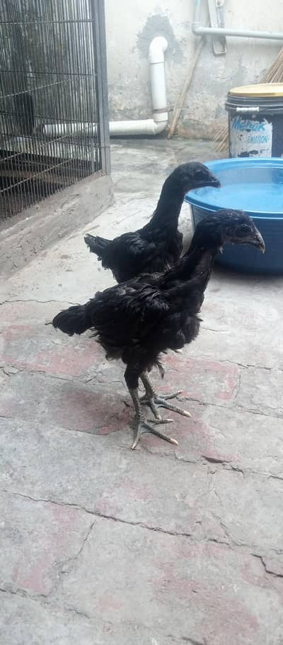 dragon Pathat 2