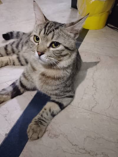 SHERU Persian breed trained for every thing