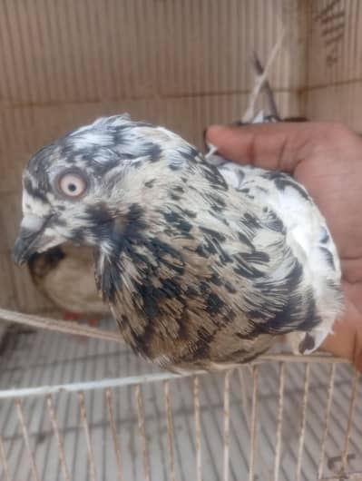 pigeon