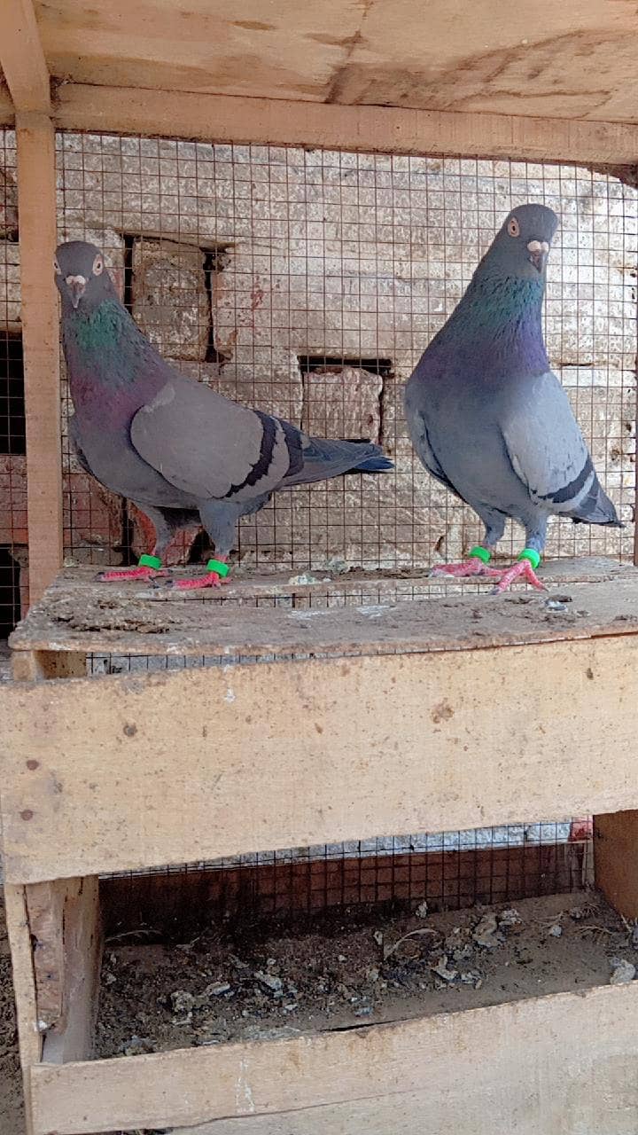Neela pair 1
