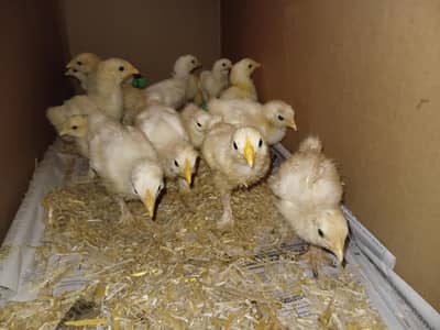 golden buff chicks