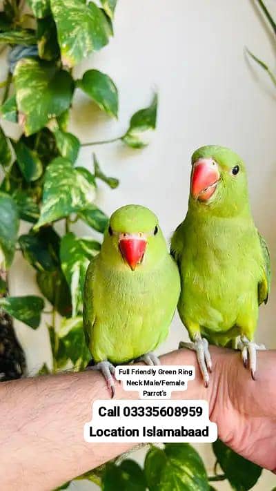Single 6,500 Hand Tamed Friendly Green Ring Neck Parrots Male/Female