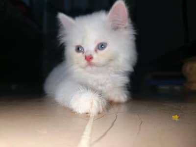 Beautifull munchkin