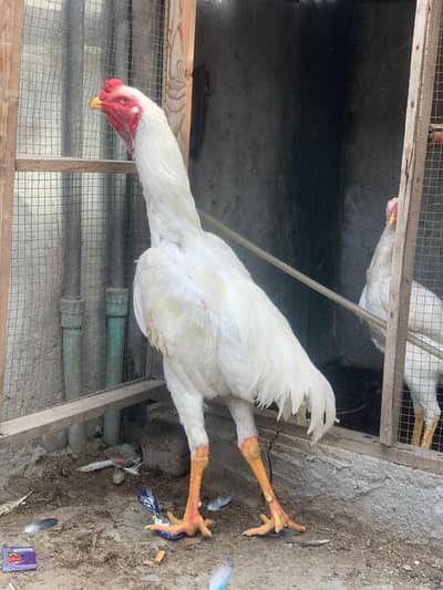 King shamo white
