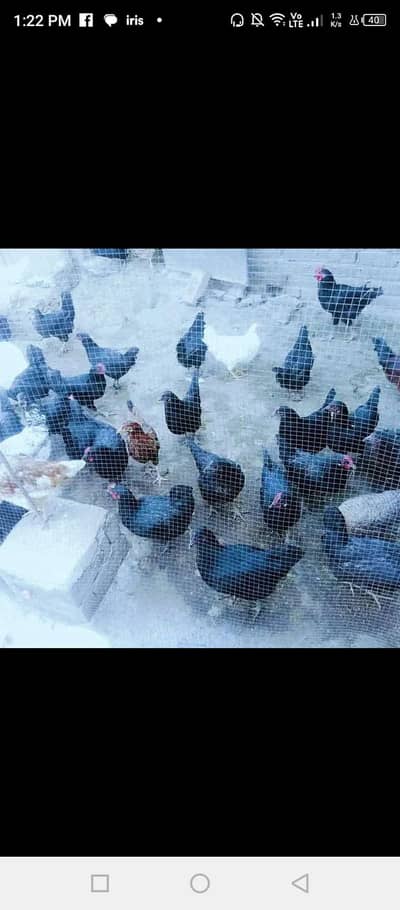 Fancy and Astralope chicks for sale