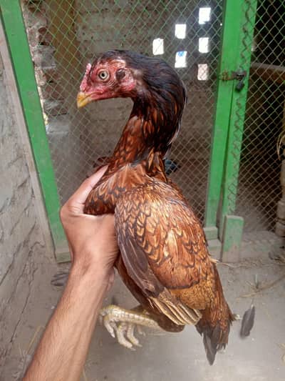 Miawali murgi Forsale