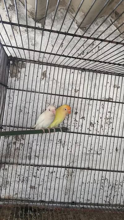2 Love birds pair with chicks for sale Whatsapp no 03413232265