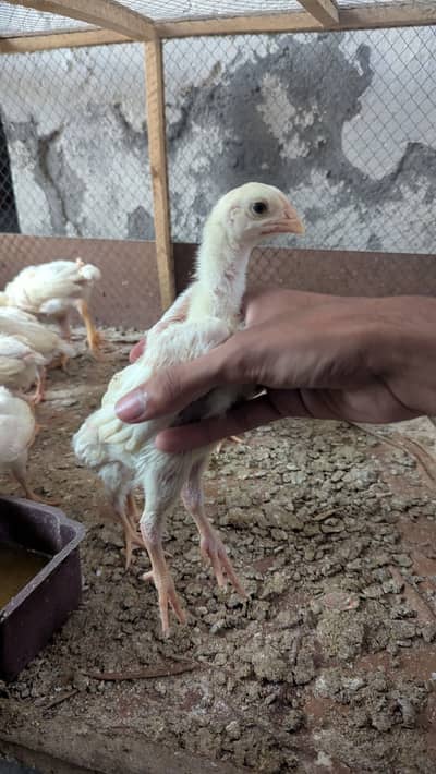 White shamo chicks and breeders available | king o size bloodline |