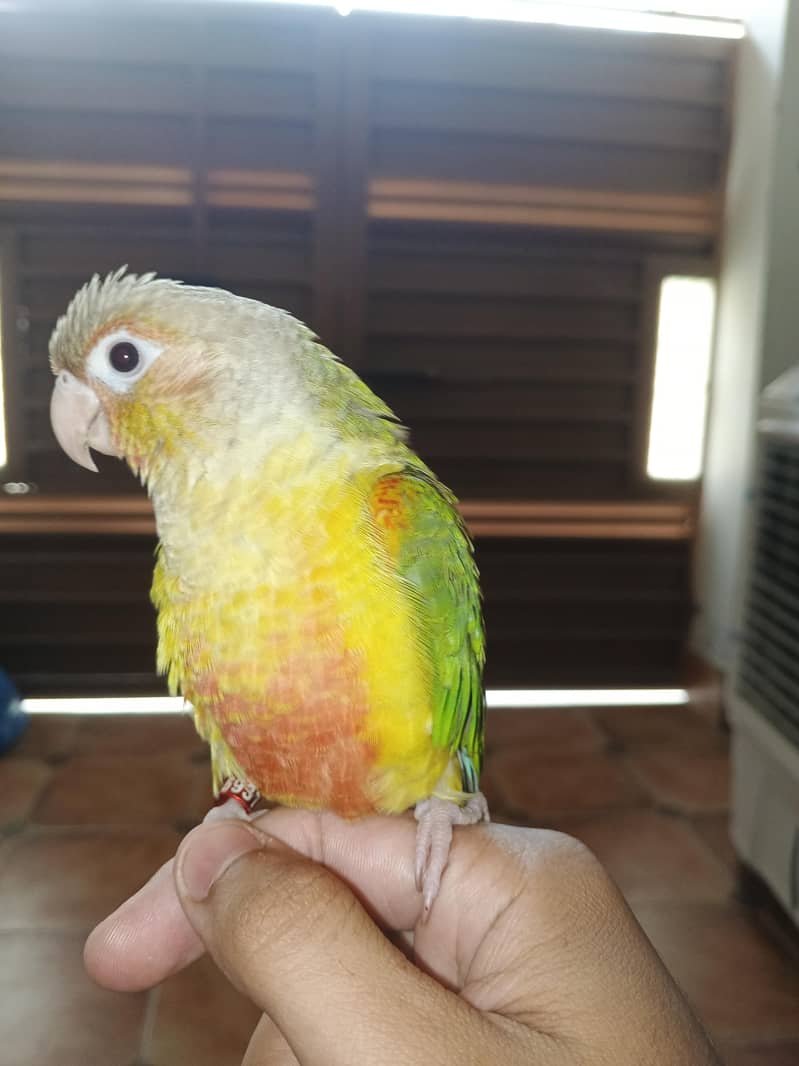 parrots 0
