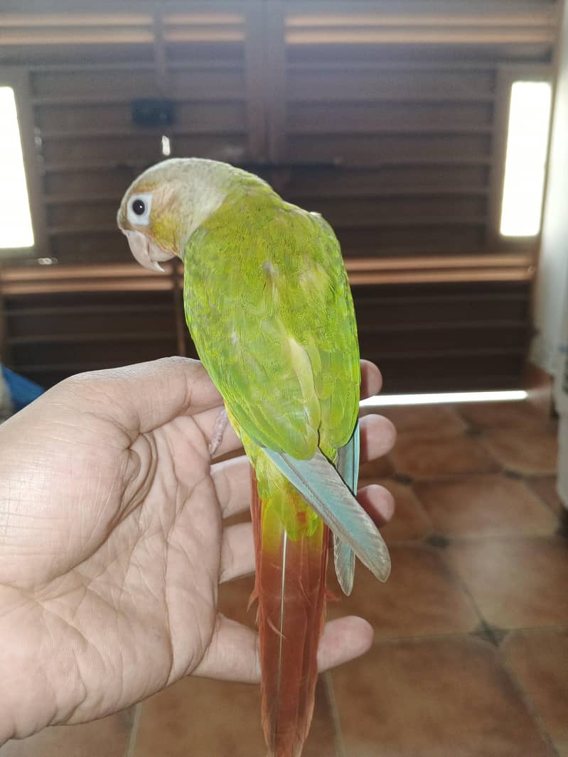 parrots 1