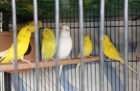 urgent sale