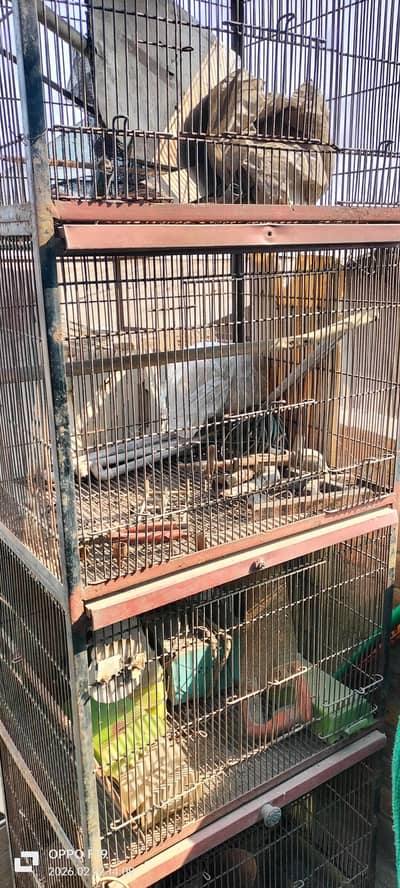 iron cage for birds