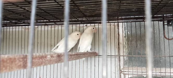 ALBINO PARROTS WITH CAGE