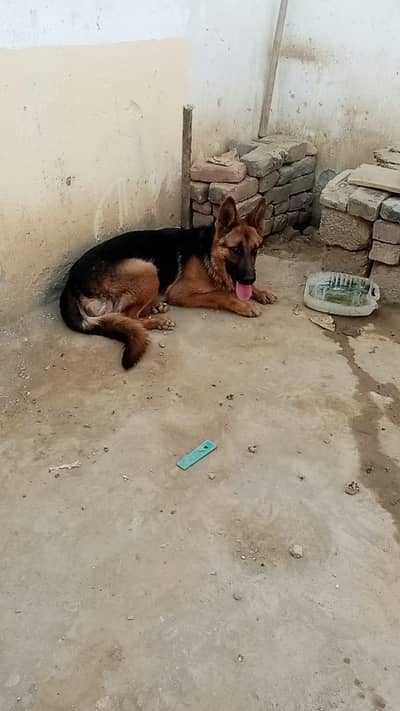 German shepherd dog